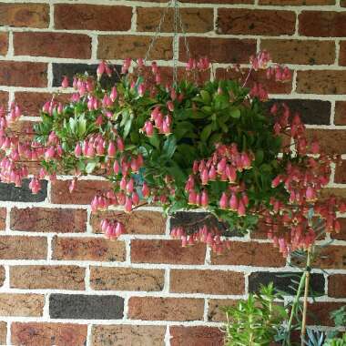 Kalanchoe 'Wendy'