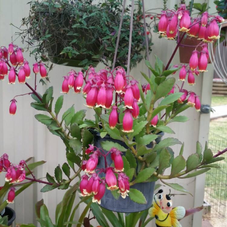 Plant image Kalanchoe manginii 'Wendy'