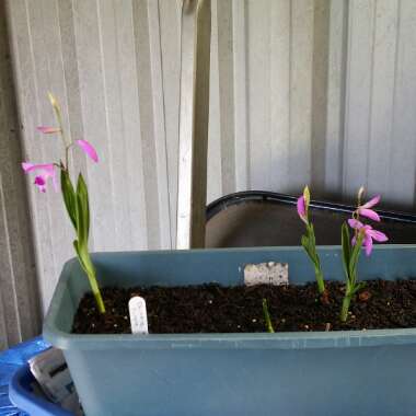 Bletilla striata