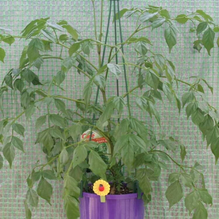 plant image 565218