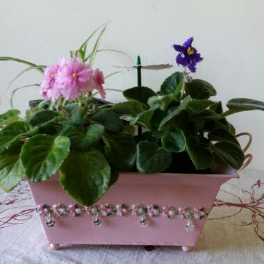 Streptocarpus sect. Saintpaulia  syn. Saintpaulia
