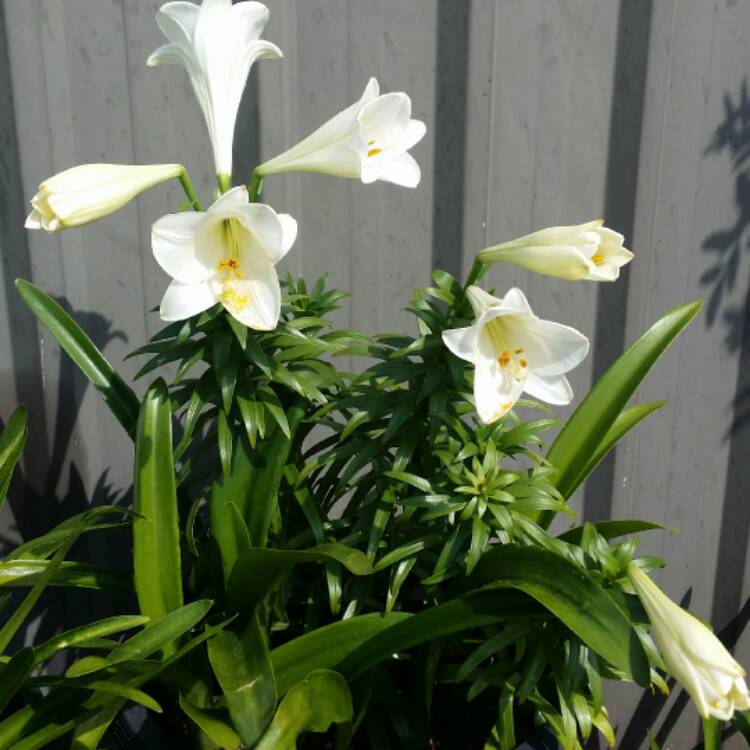 Plant image Lilium 'Gizmo'