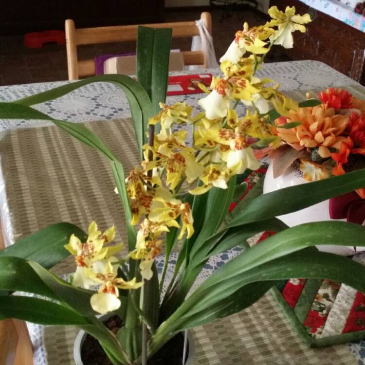 Plant image x Oncidopsis Pacific Paragon 'Honey Butter' syn. Miltonidium Pacific Paragon 'Honey Butter'