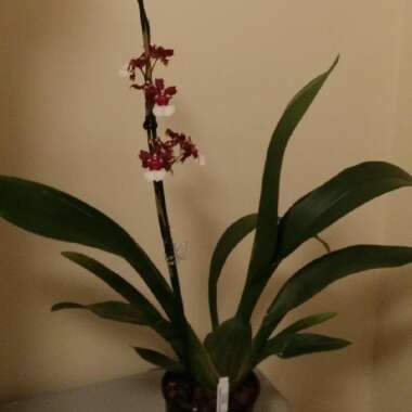 Dancing Lady Orchid 'Sweet Fragrance'