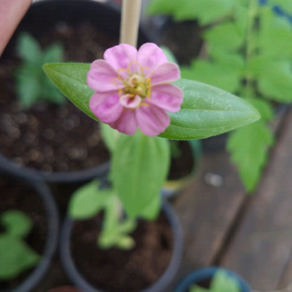 plant image 1060047
