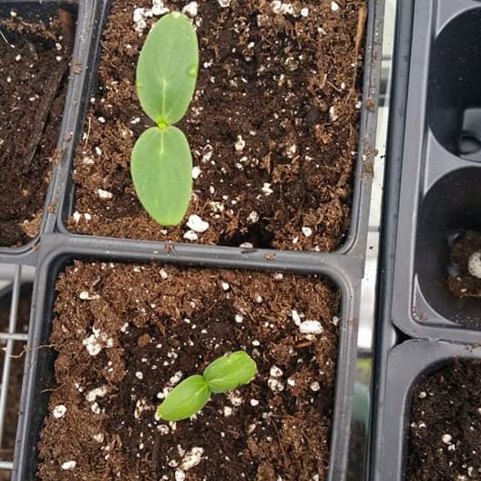 plant image 1074603