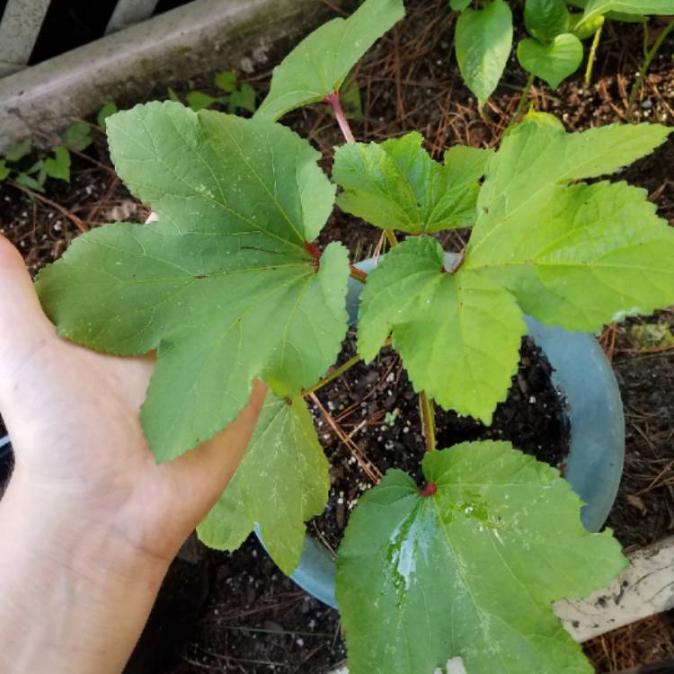 plant image 1129331
