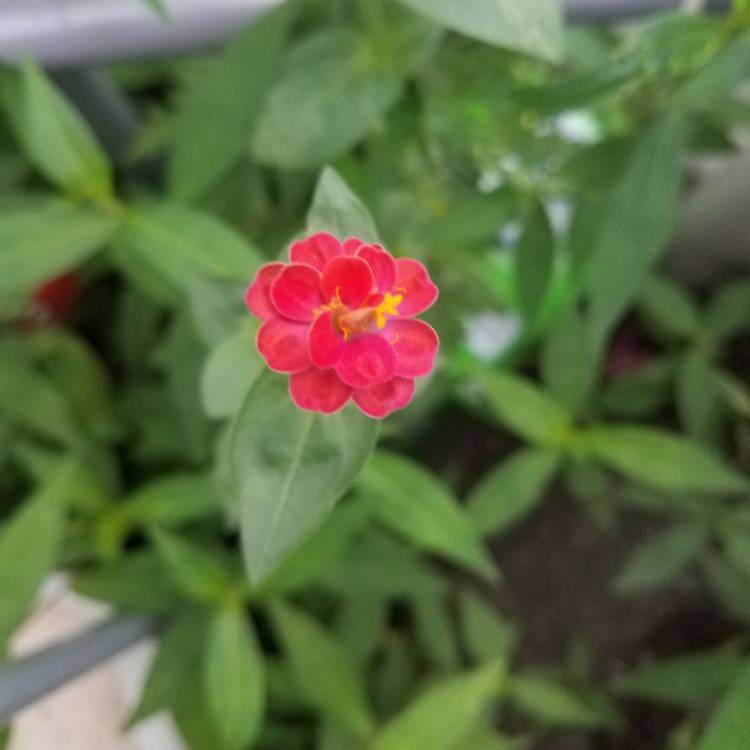 Plant image Zinnia peruviana 'Andes Jewel'