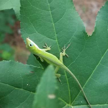 Liquidambar Orientalis