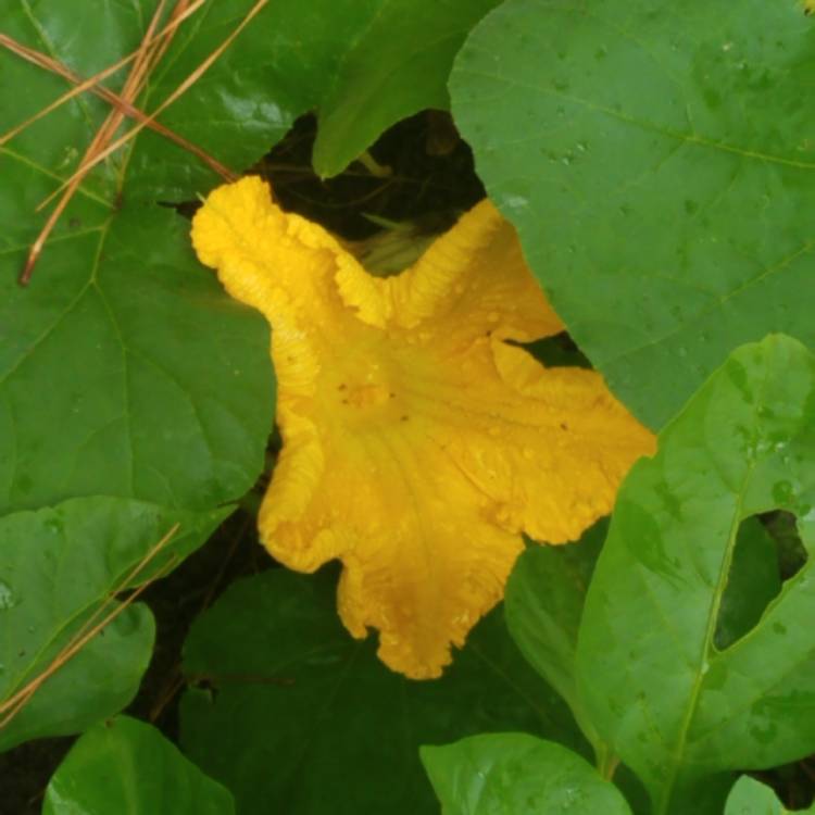 plant image 1145490 plant image 1145490