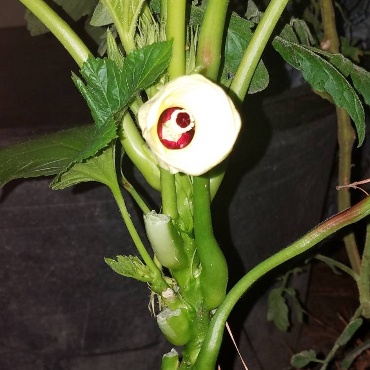 plant image 1156209