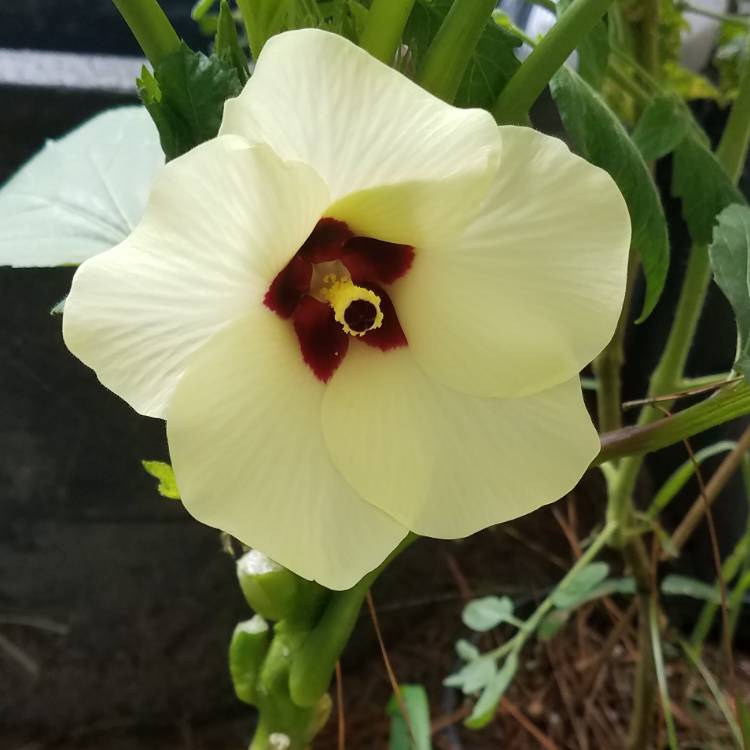 plant image 1156356