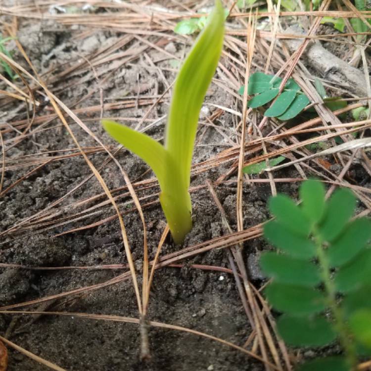 plant image 1156359