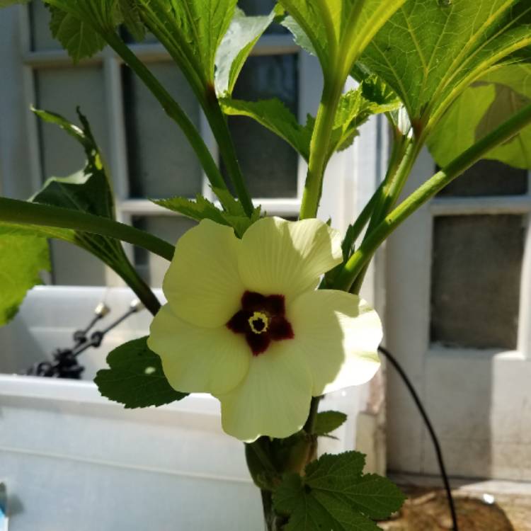 plant image 1161312