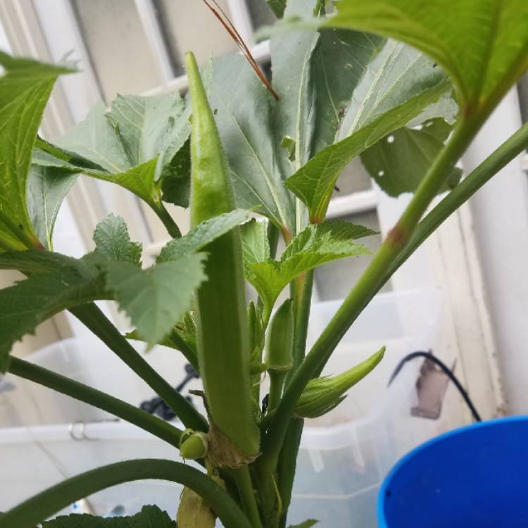 plant image 1166195