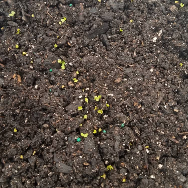 plant image 1231049