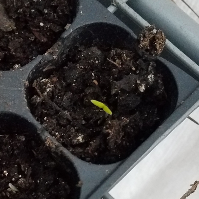plant image 1232849