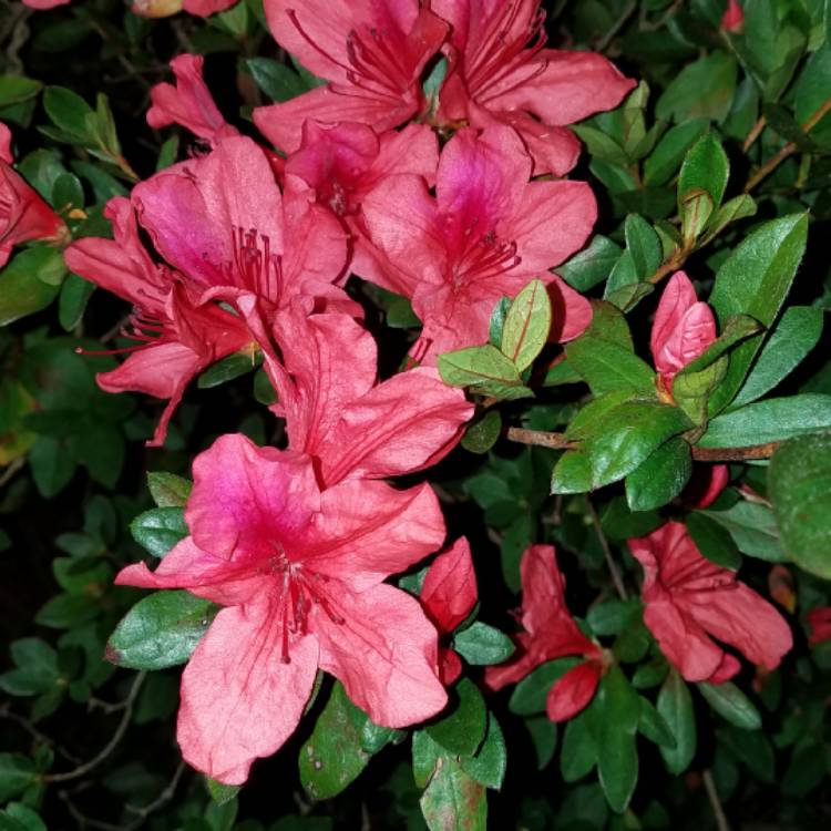 plant image 1232854