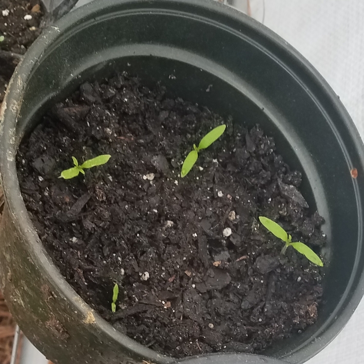 plant image 1245486