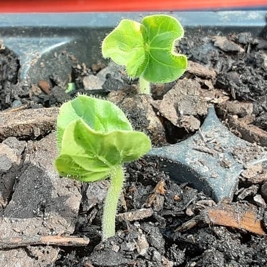 plant image 1250378