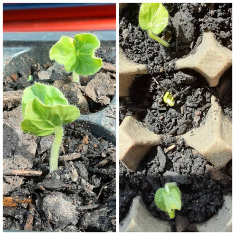 plant image 1252812