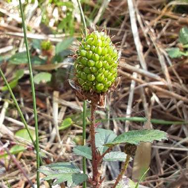 Rubus fruticosus
