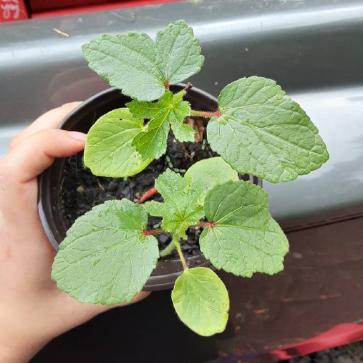 plant image 1288513