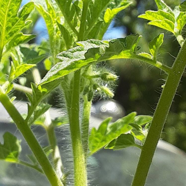 plant image 1291206