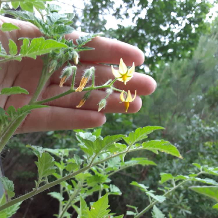 plant image 1304646