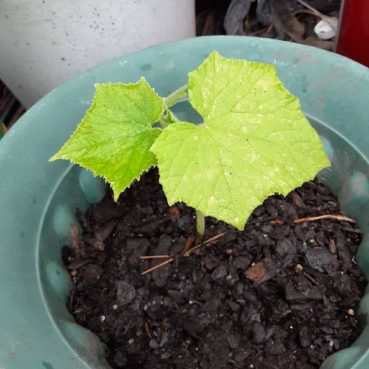 plant image 1304655