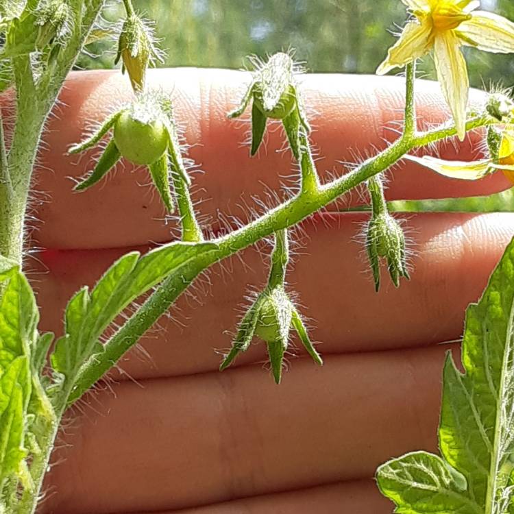 plant image 1307209
