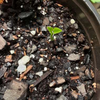 Lemon Tree