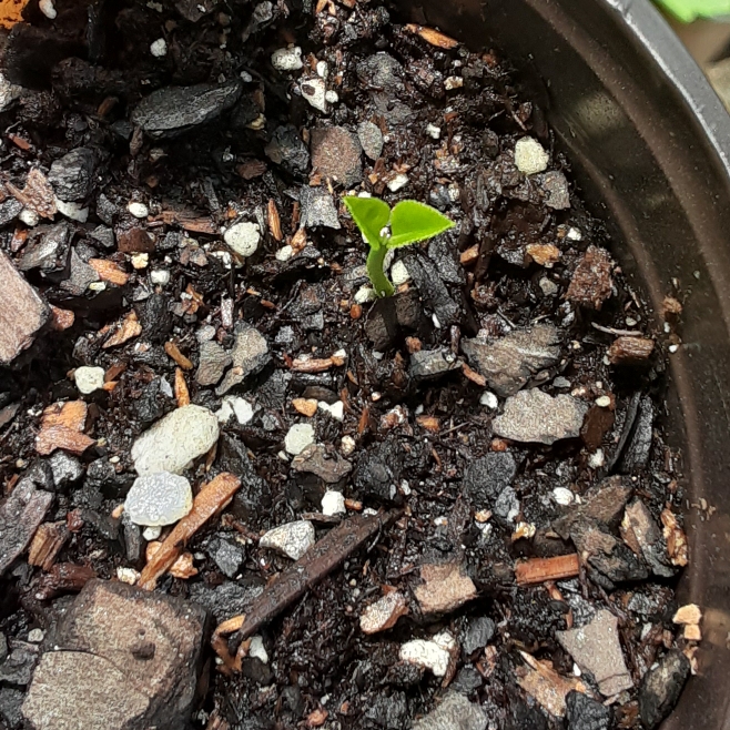 plant image 1318059