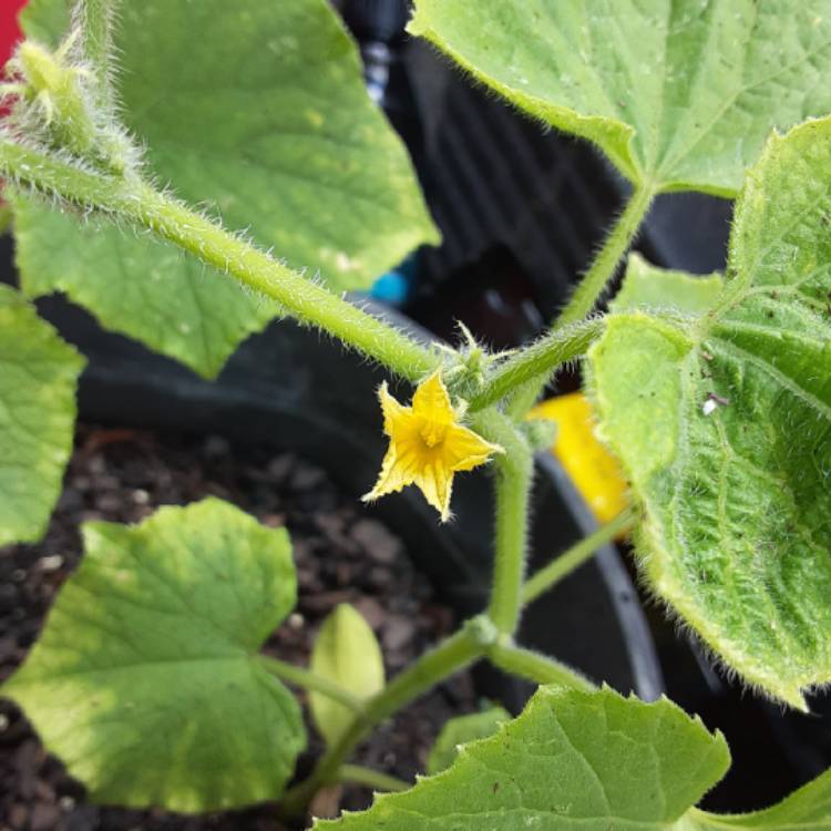 Plant image Cucumis sativus 'Straight Eight'