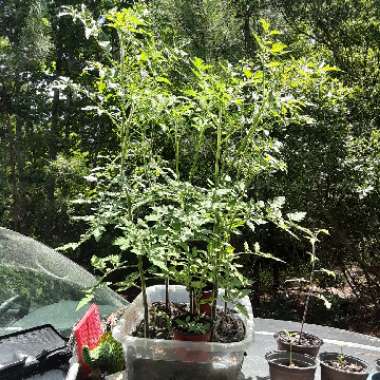 Tomato 'Red Cherry' (Cherry Tomato)