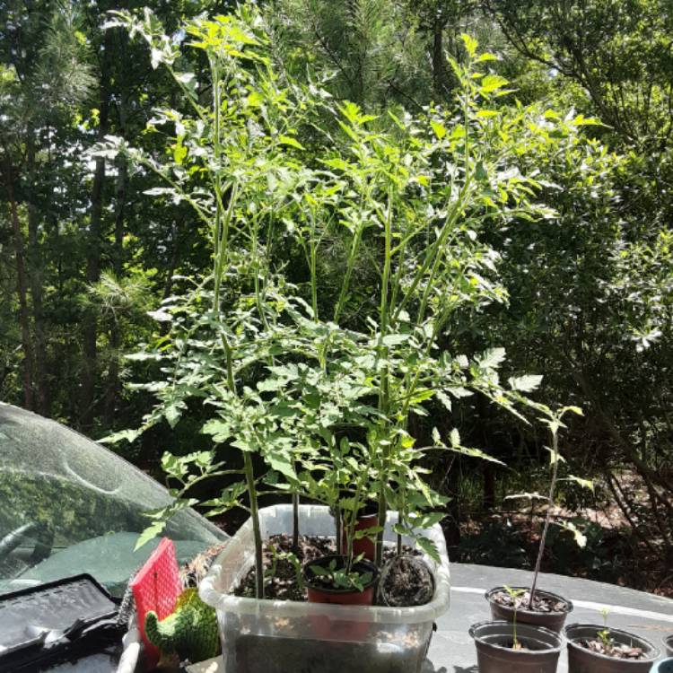 plant image 1319319