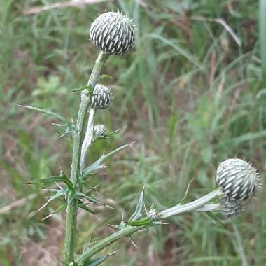 Creeping Thistle