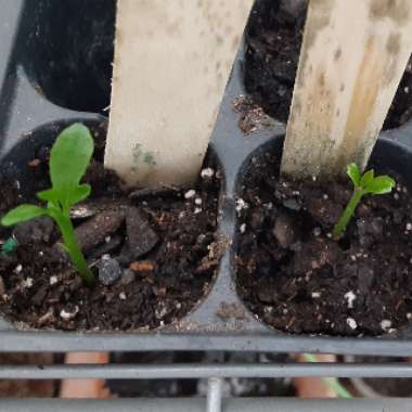Lemon Tree