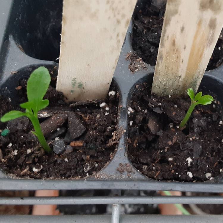 plant image 1319327