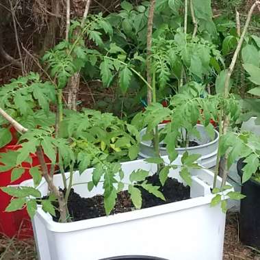 Tomato 'Beefsteak'