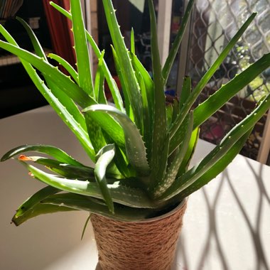 Aloe barbadensis syn. Aloe Vera