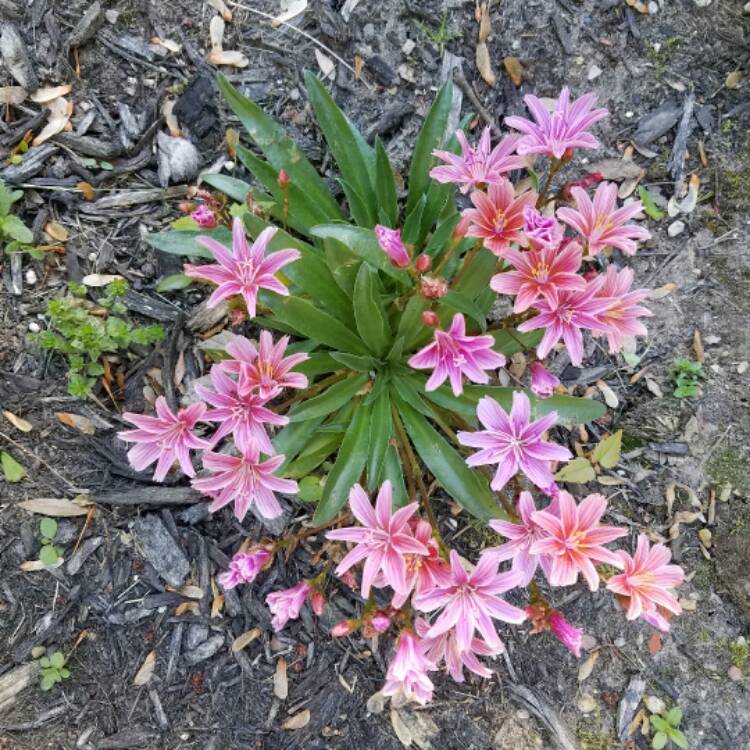 Plant image Lewisia 'Little Plum' (Little Series)