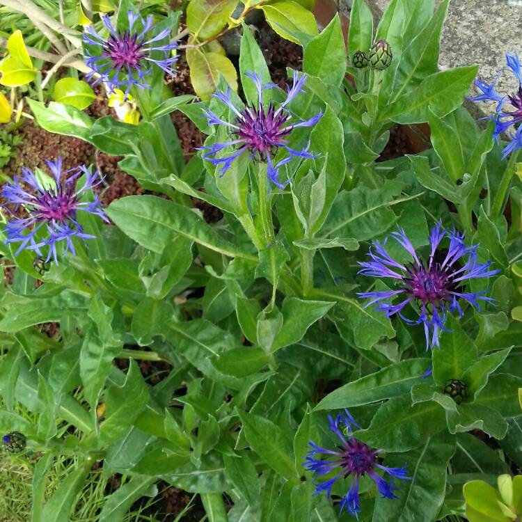 Plant image Centaurea montana