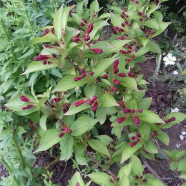 Weigela