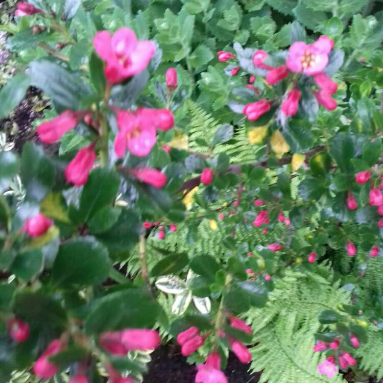 plant image 1075713