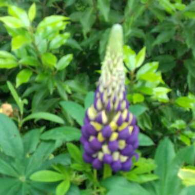 Lupinus 'Purple Emperor'