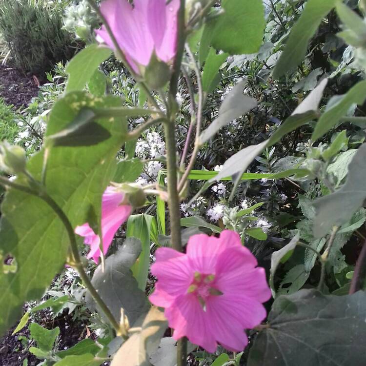 plant image 1110460
