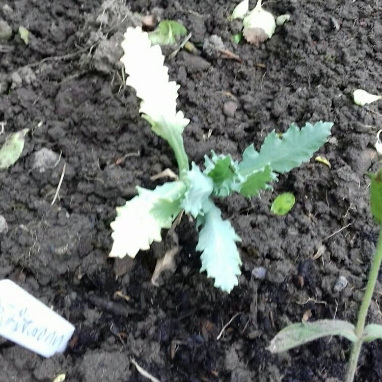 Plant image Papaver somniferum 'Victoria Cross'