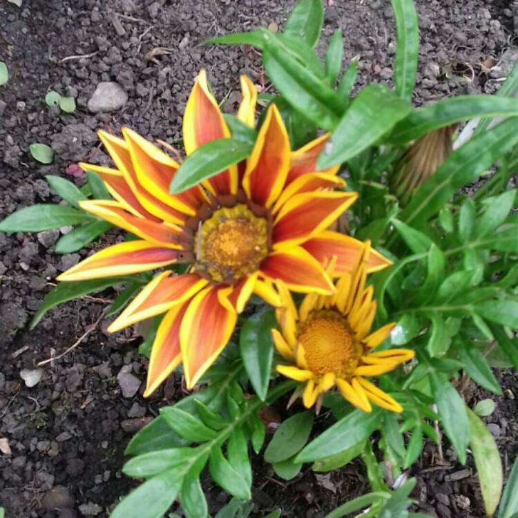 plant image 1113151