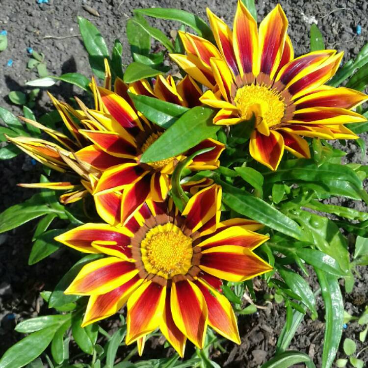 plant image 1116059